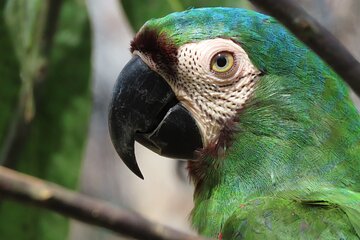 Eco Adventure and Volunteering at Parrots and macaws Sanctuary 