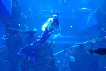 Half Day Tour Jakarta Aquarium and Pantai Indah Kapuk Jakarta
