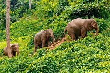 Small Group immersive Elephant Sanctuary & Karen Tribe life