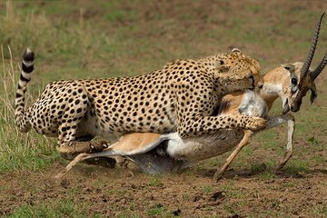 6 Days Masai Mara Serengeti and Ngorongoro on 4x4 Landcruiser