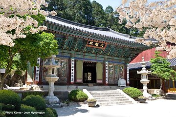 Donghaksa Temple Cherry Blossom and Jeonju Hanok Village 