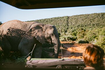 10 Day Cape Town Kruger and Johannesburg Tour