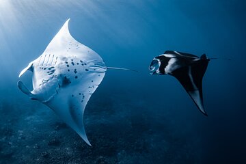 Offshore Safari Adventure in Kona with Underwater Videos