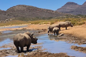 Cape Town Big 5 Safari on Horseback Riding at Aquila Game Reserve