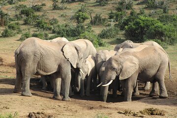 Addo Elephant National Park Full Day Safari All-Inclusive 