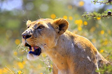 Nairobi National Park And Giraffe Centre