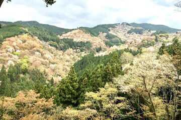 Private Full-Day Guided Tour in Yoshino, Japanese Mountain