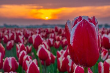 Half Day Tulip Sunset Tour from Amsterdam