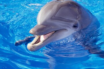 Dolphin Show & Photoshoot with Pickup and Drop-off from Hurghada