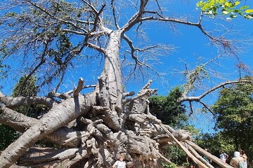 Zanzibar Full day Safari Blue Tour With Lunch