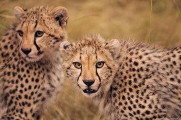 6 Days Kenyan Safari Tour