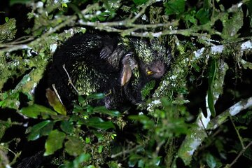 Monteverde Night Tour at Oktari Walking Trails Forest
