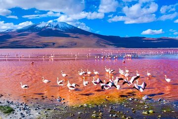 Discover Bolivia’s Salt Flats and Vibrant Lagoons