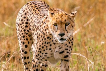 4 Days Landcruiser Safari to Masai Mara and Lake Nakuru