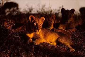 Night Game Drive in Nairobi National Park