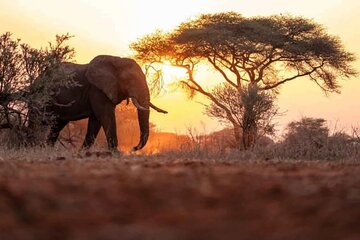 Chobe Day Trip