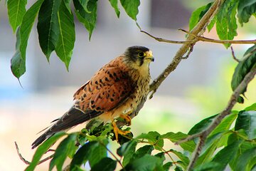 Birdwatching The Raptors in Madeira