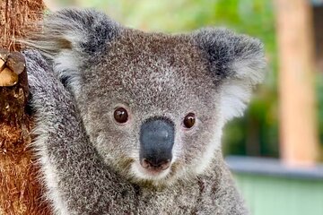Baby Animals, Boomerangs and BBQ Lunch
