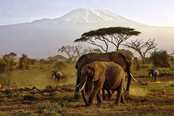 6 Days Masai Mara, Lake Nakuru and Amboseli Budget Group Safari