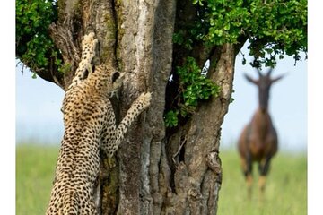 5 Days Masai Mara, Nakuru , Naivasha Group Tour
