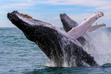 Full Day Bacardi Whale Watching - End Season March 30th