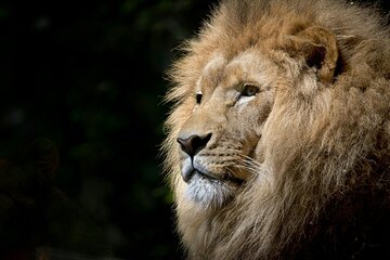 Unforgettable Tarangire Day Safari: Where Wildlife Meets Wonder!