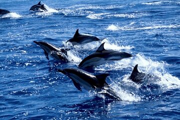 Dolphin Tour, Salaam Cave Tour, Kuza Cave, The Rock, Paje Beach