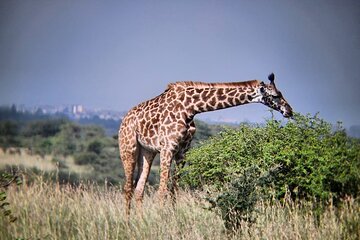 3-Day Maasai Mara Safari Itinerary