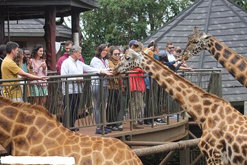 Nairobi Giraffe Center Guided Day Tour