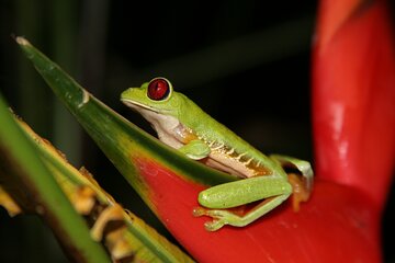 Jungle Night Walk in Manuel Antonio