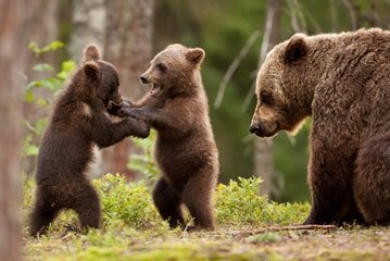 Wild Bears Safari on Transfăgărășan - Small group max 7 Tourists 