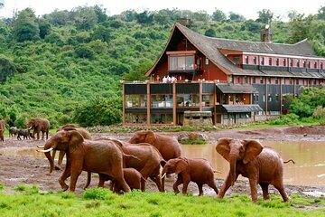Day Trip from Nairobi to Aberdare National Park