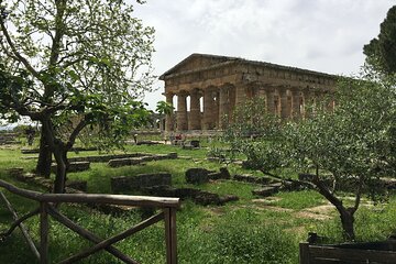 Private Tour Paestum And Fattoria Mozzarella With Guide And Driver