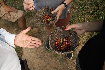 Coffee Tour in Medellín From Bean to Cup