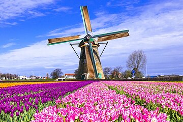 Keukenhof Tulips and Delft Tour from Brussels Full day