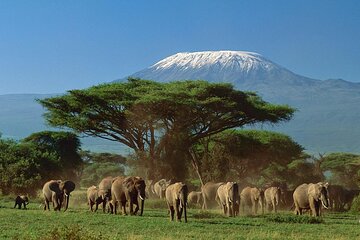 5 days Luxury Safari; Tsavo East, West, and Amboseli from Nairobi