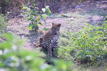 Wildlife Jungle Jeep Safari Ranipur Range, Rajaji National Park