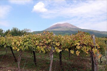 Pompeii & Vesuvius SkipTheLine Lunch and WineTasting from Rome