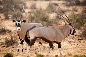Half Day Daan Viljoen Nature Reserve Shared Windhoek Tour