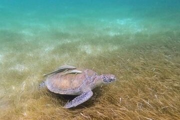 Snorkeling with Sea Turtles and Cenote Adventure in Akumal