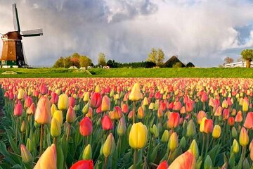 Private tour to the Keukenhof and tulip fields