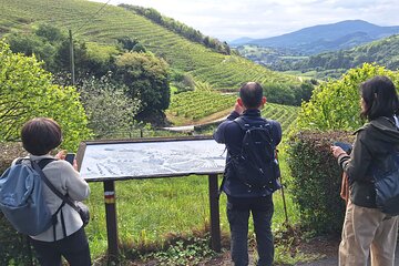 Hiking the Camino de Santiago Along Vineyards from San Sebastian