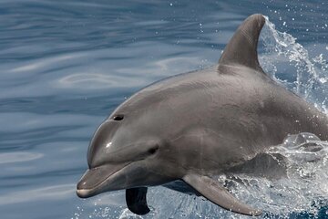 Watching Dolphins in Muscat Oman