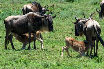 7 Days Wildebeest Mara River Crossing 