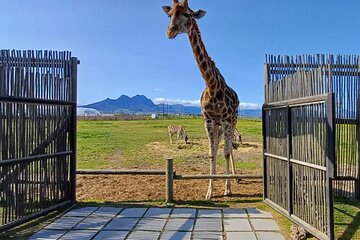 Full-day Giraffe Encounter and Cheetah Outreach with Wine Tour