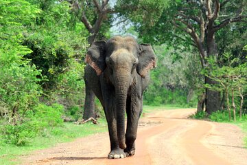 Pick up Mirissa, Tangalle, Yala safari tour and drop to Ella 