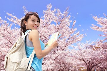 Tokyo Cherry Blossom Full Day Walking Tour with a Local Guide