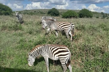 Half Day Tour in Nairobi National Park