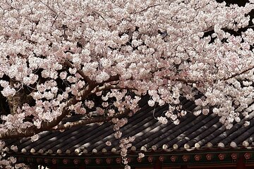 Small Group Tour East Jeju Cherry Blossom & Woman Diver Show