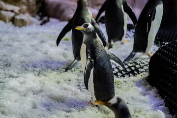 Dubai Aquarium Underwater Zoo An Unforgettable Penguin Experience